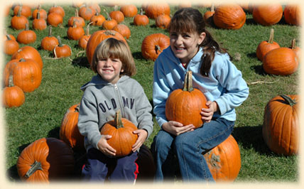 Long Island Pumpkin Picking | Best Long Island Pumpkins | Long Island Pumpkins | U-pick Pumpkins | Best Pumpkin Picking on Long Island | Best Pumpkins | New York Pumpkin Picking | Pick Your Own Pumpkin | Pumpkin Field | Melville Pumpkin Picking
