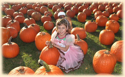 Long Island Pumpkin Picking | Best Long Island Pumpkins | Long Island Pumpkins | U-pick Pumpkins | Best Pumpkin Picking on Long Island | Best Pumpkins | New York Pumpkin Picking | Pick Your Own Pumpkin | Pumpkin Field | Melville Pumpkin Picking